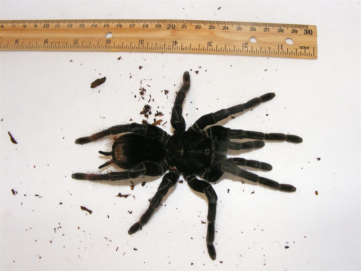 Mygale noire du Pérou, Pamphobeteus antinous
