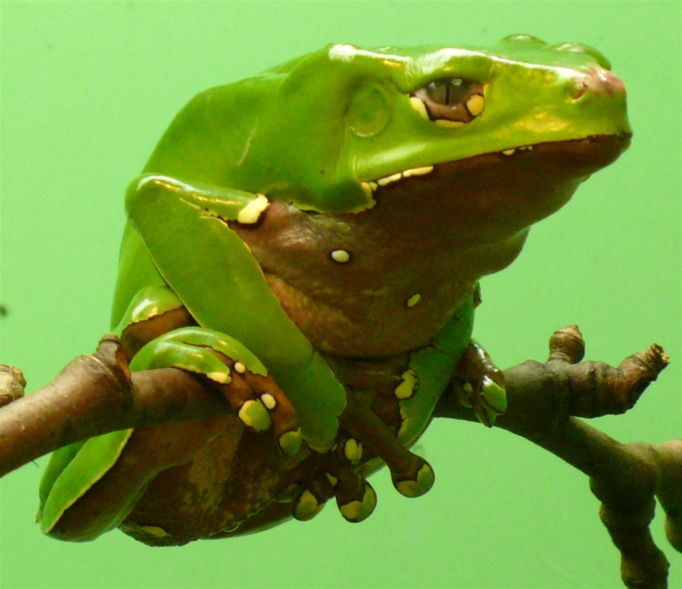 Phyllomedusa bicolor