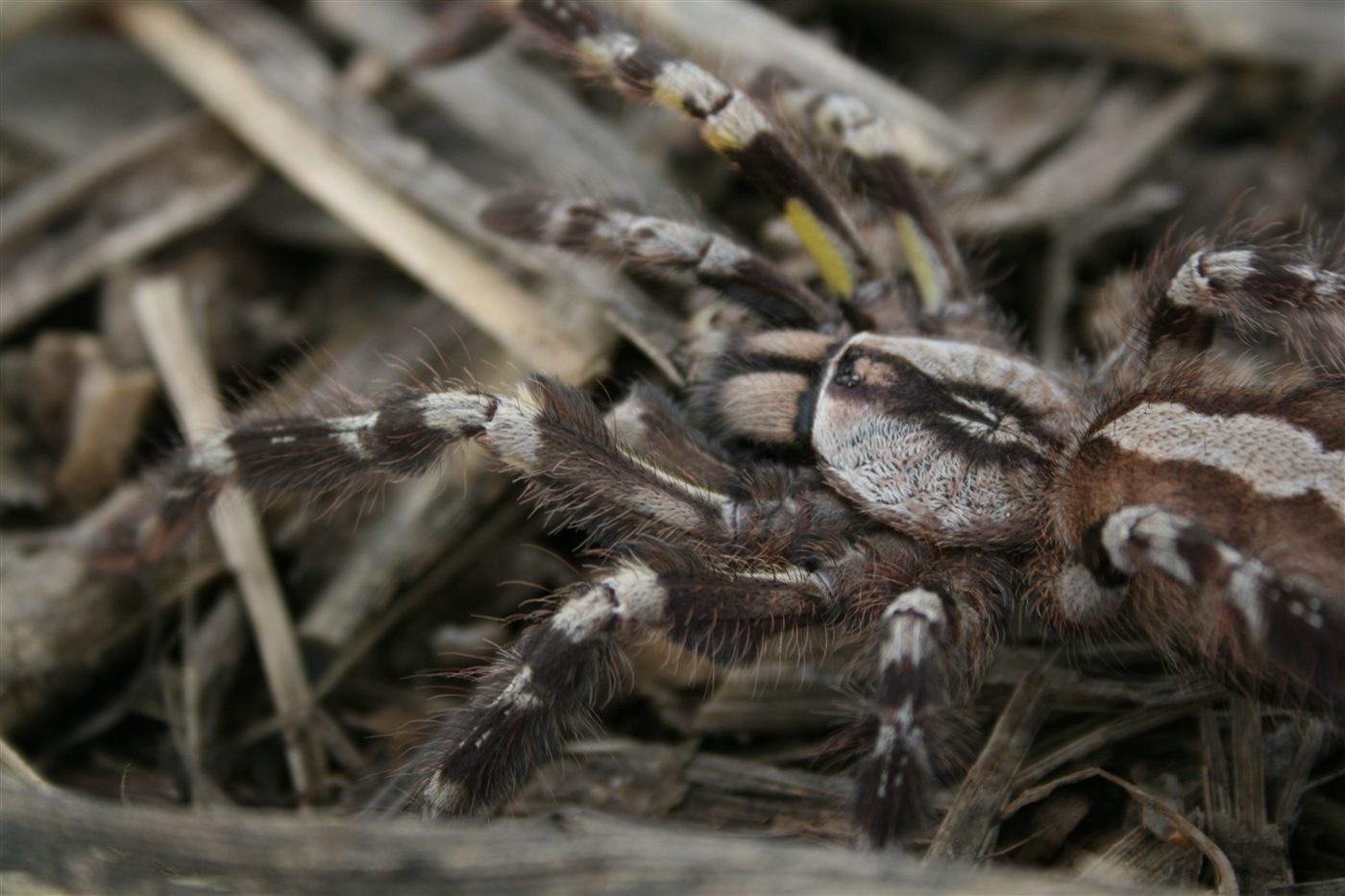 Mygale ornementale royale, Poecilotheria regalis