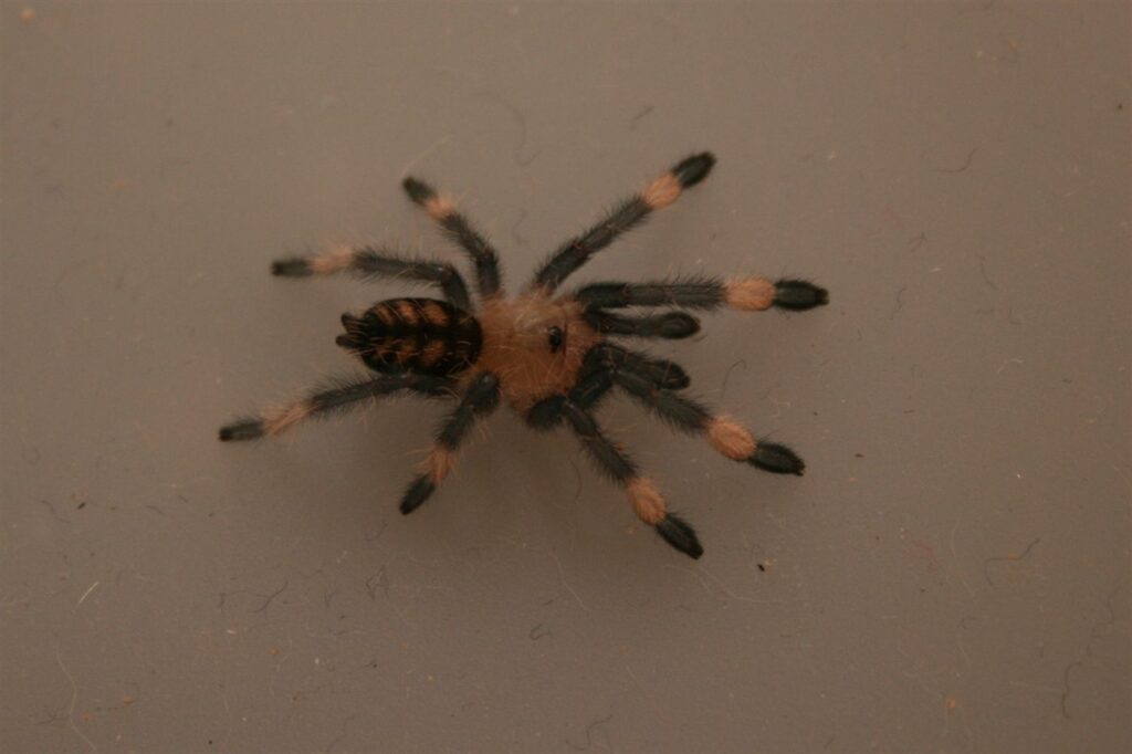 Mygale tigre du Venezuela