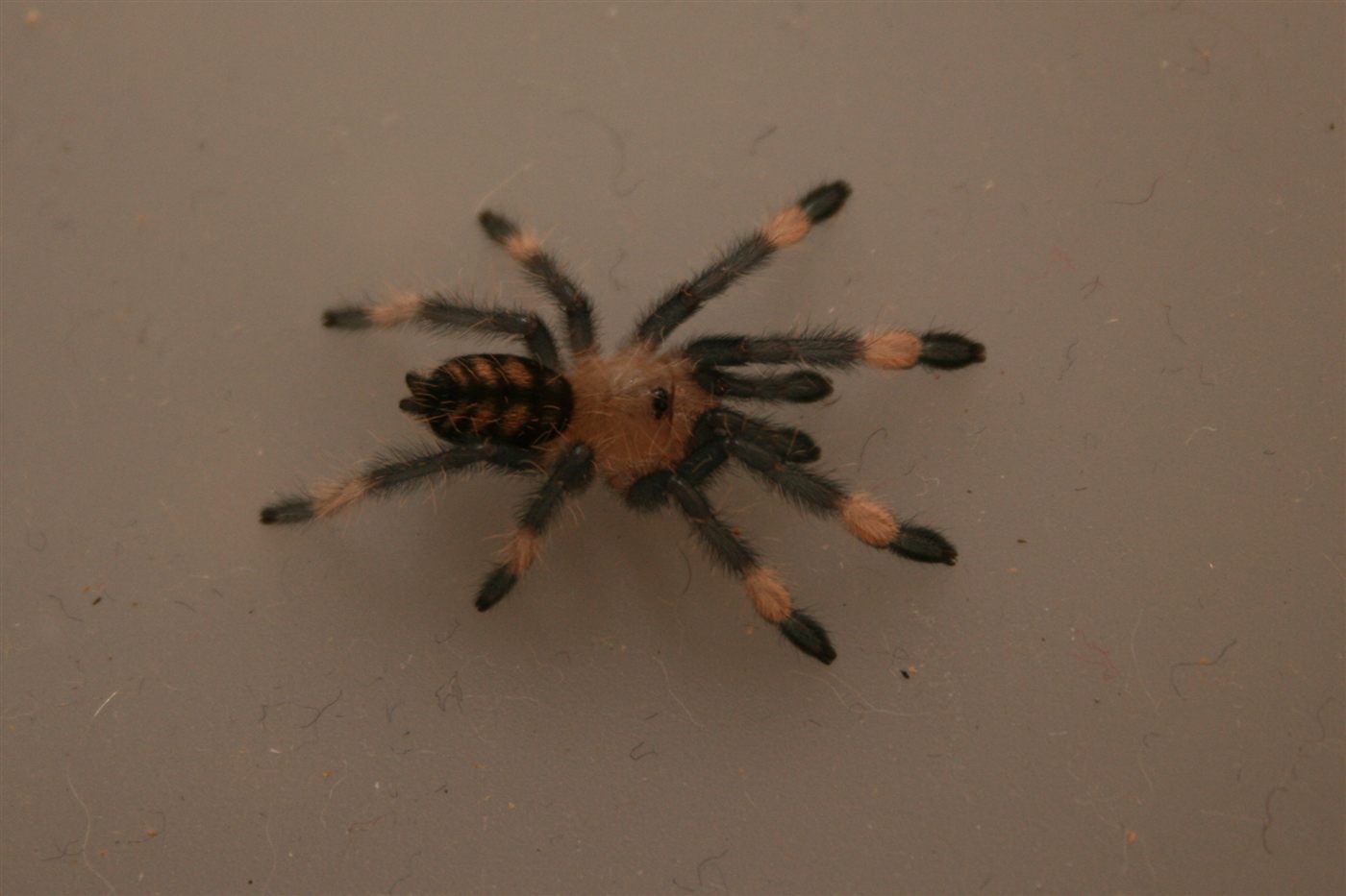 Mygale tigre du Venezuela, Psalmopoeus irminia