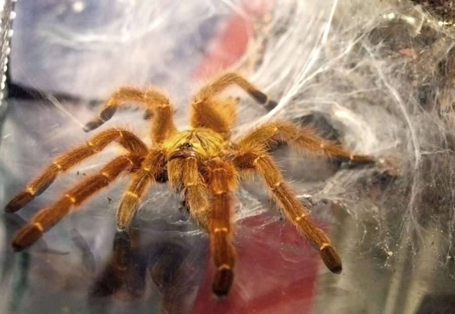Mygale babouin orange