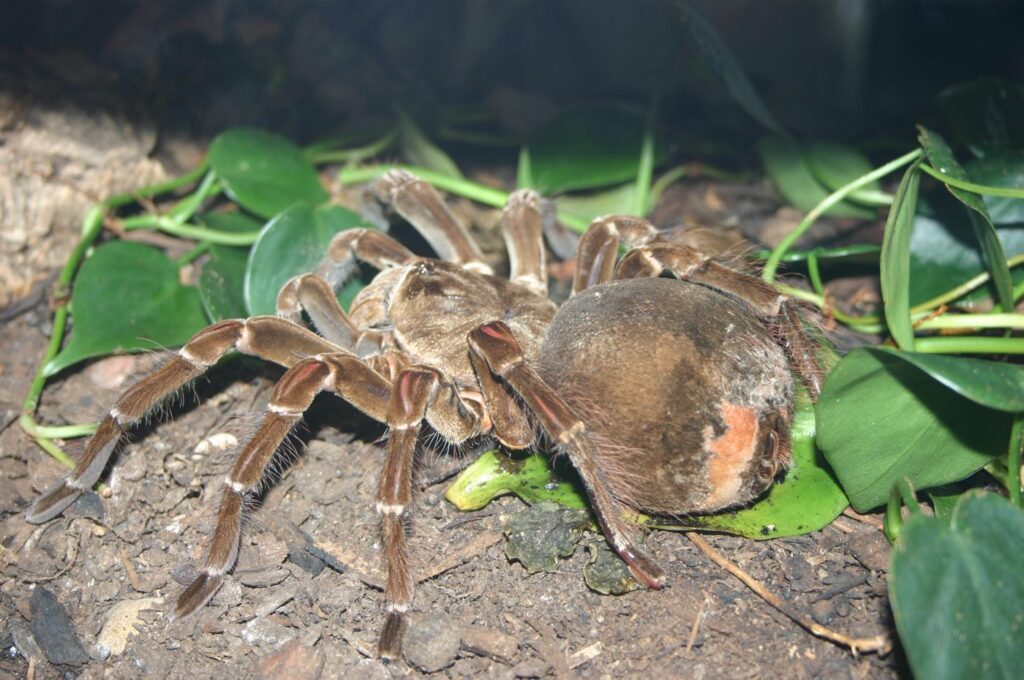 Mygale Goliath