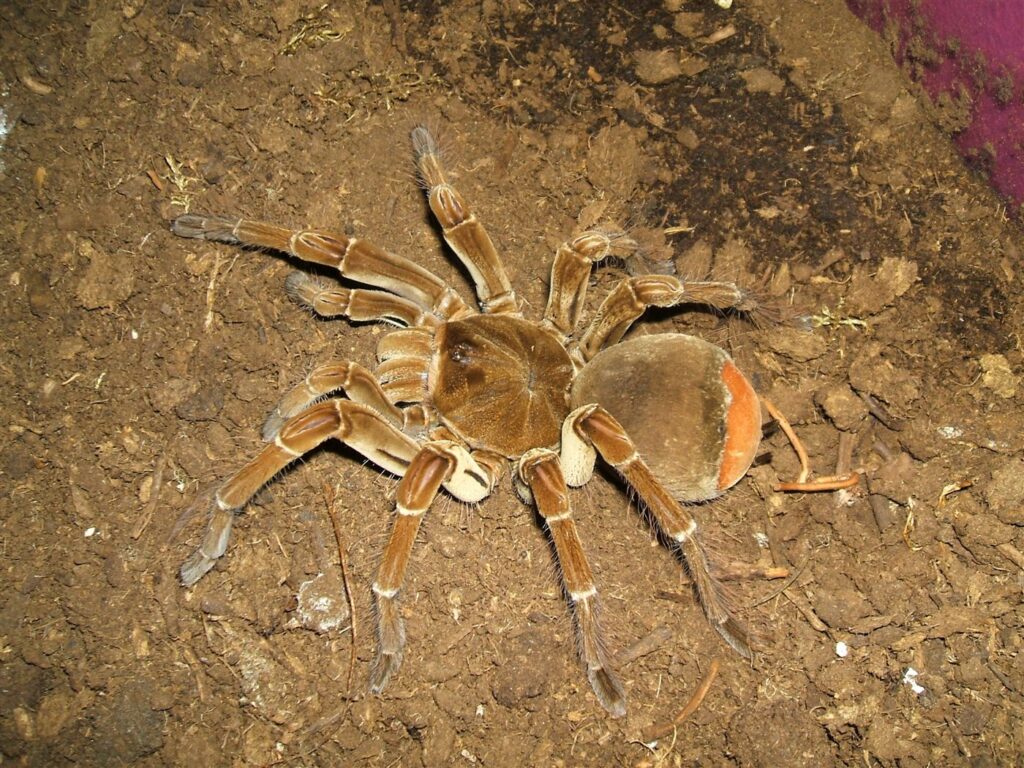 Mygale Goliath bourgogne