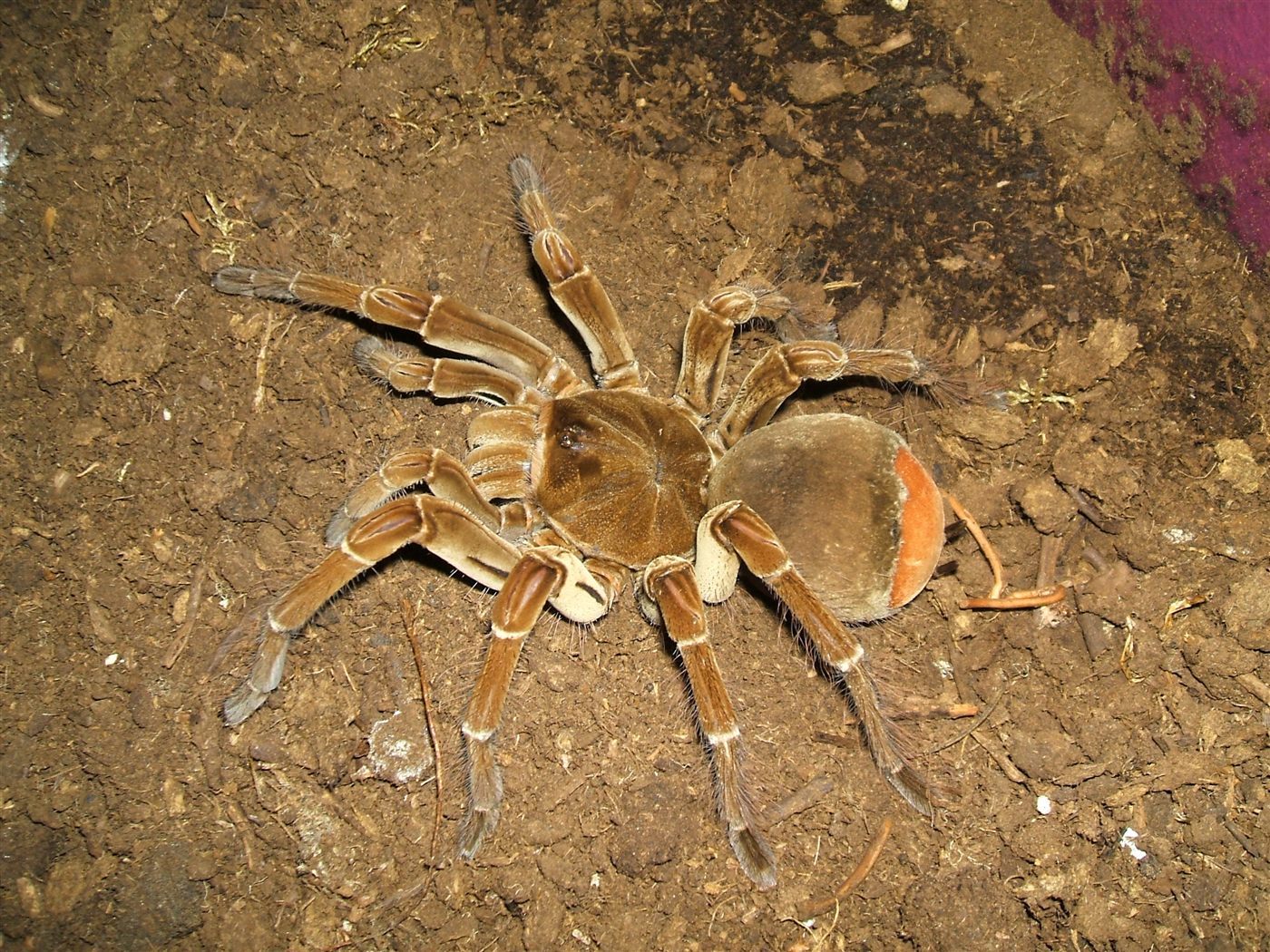 Mygale Goliath bourgogne, Theraphosa stirmi
