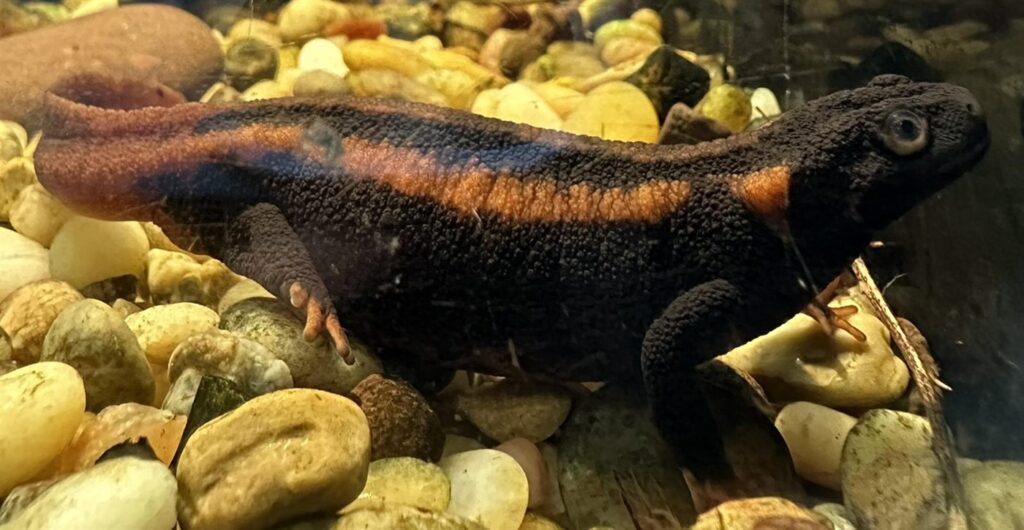 Tylototriton kweichowensis