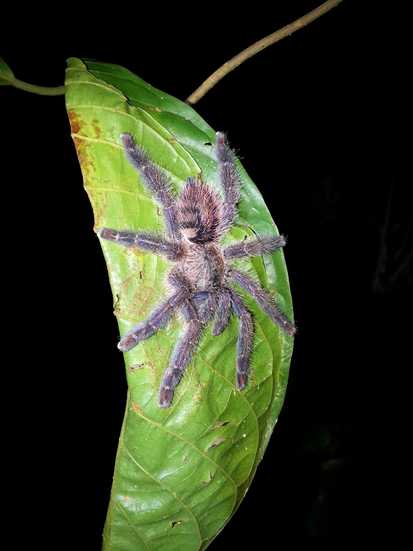 Ybyrapora diversipes