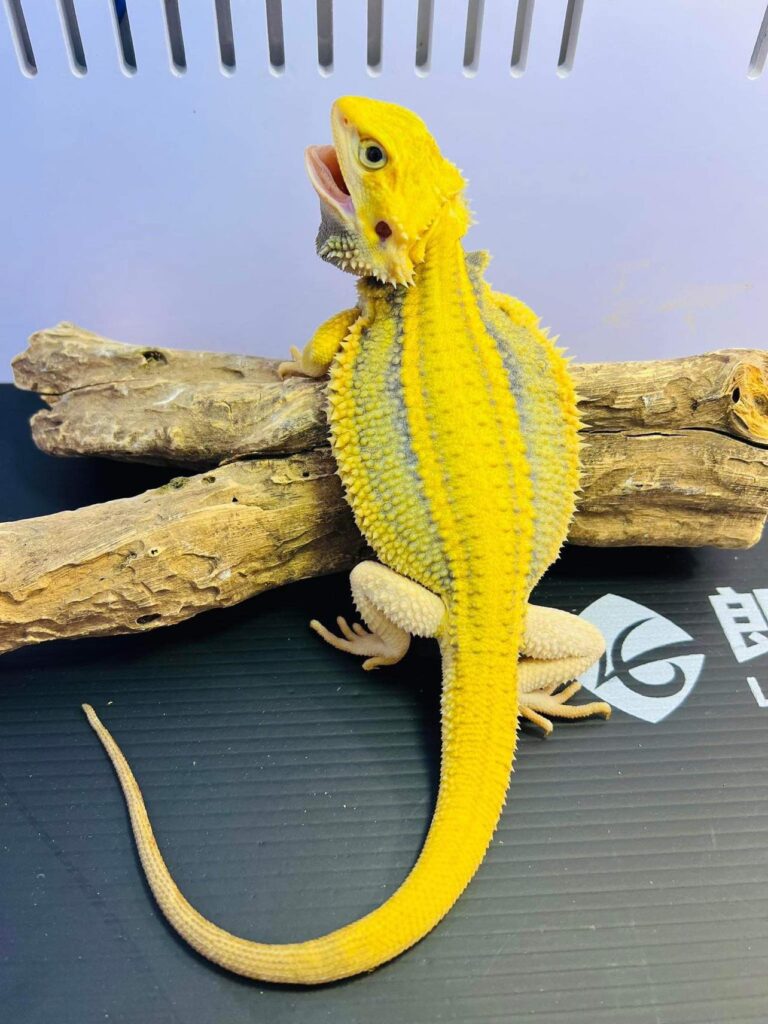 Pogona vitticeps citrus
