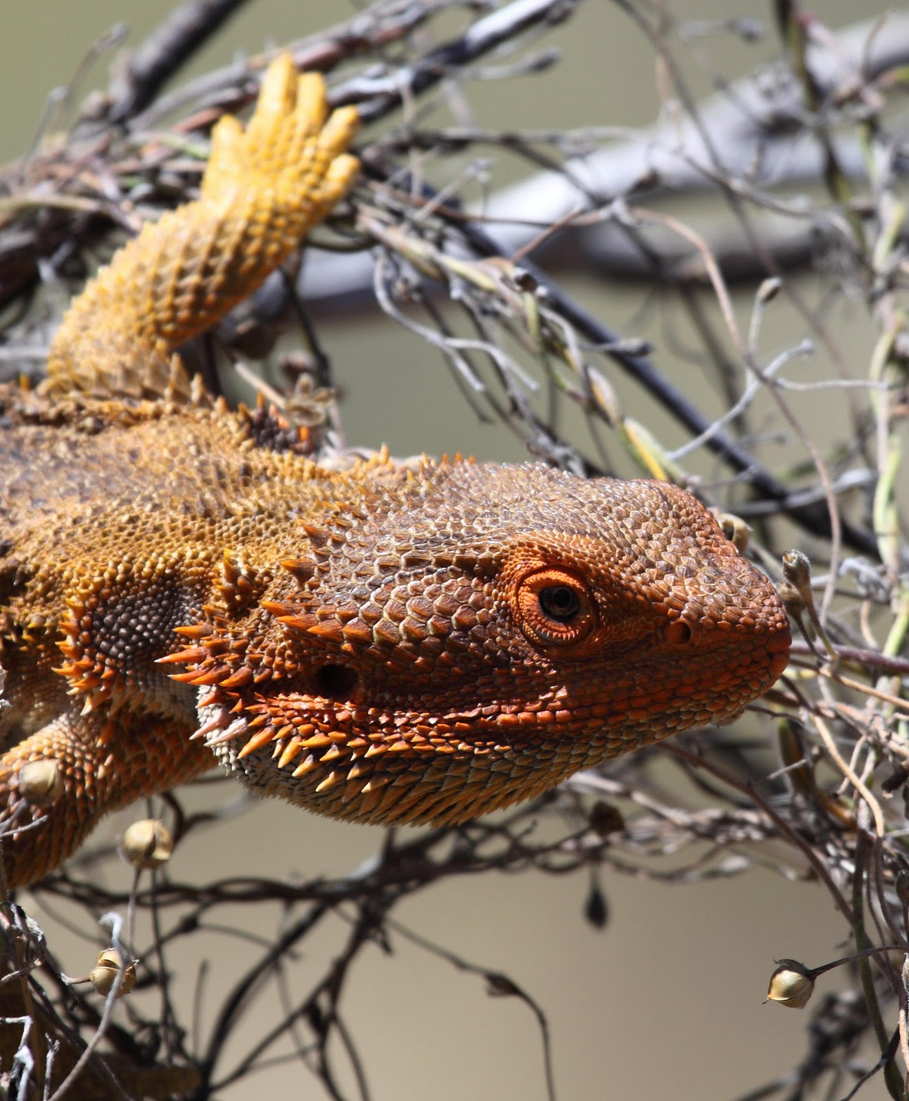 Pogona vitticeps, morphe red
