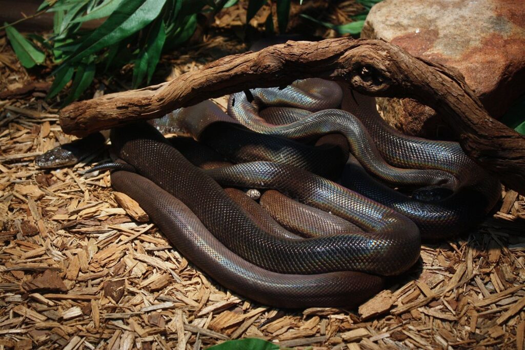 Python de Macklot