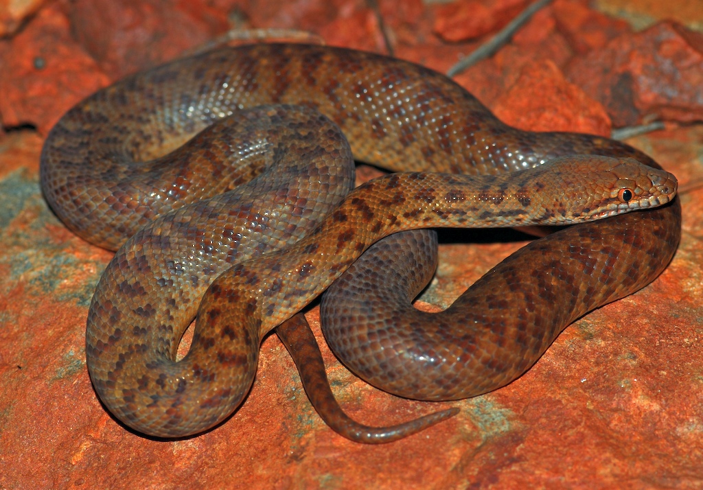 Python fouisseur