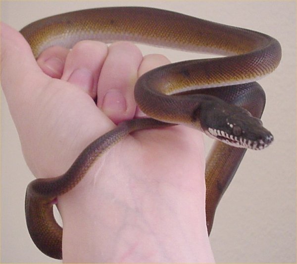 Python à lèvres blanches