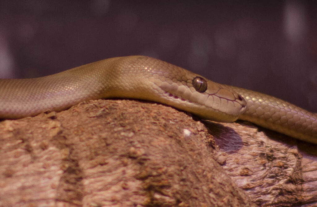 Python olive