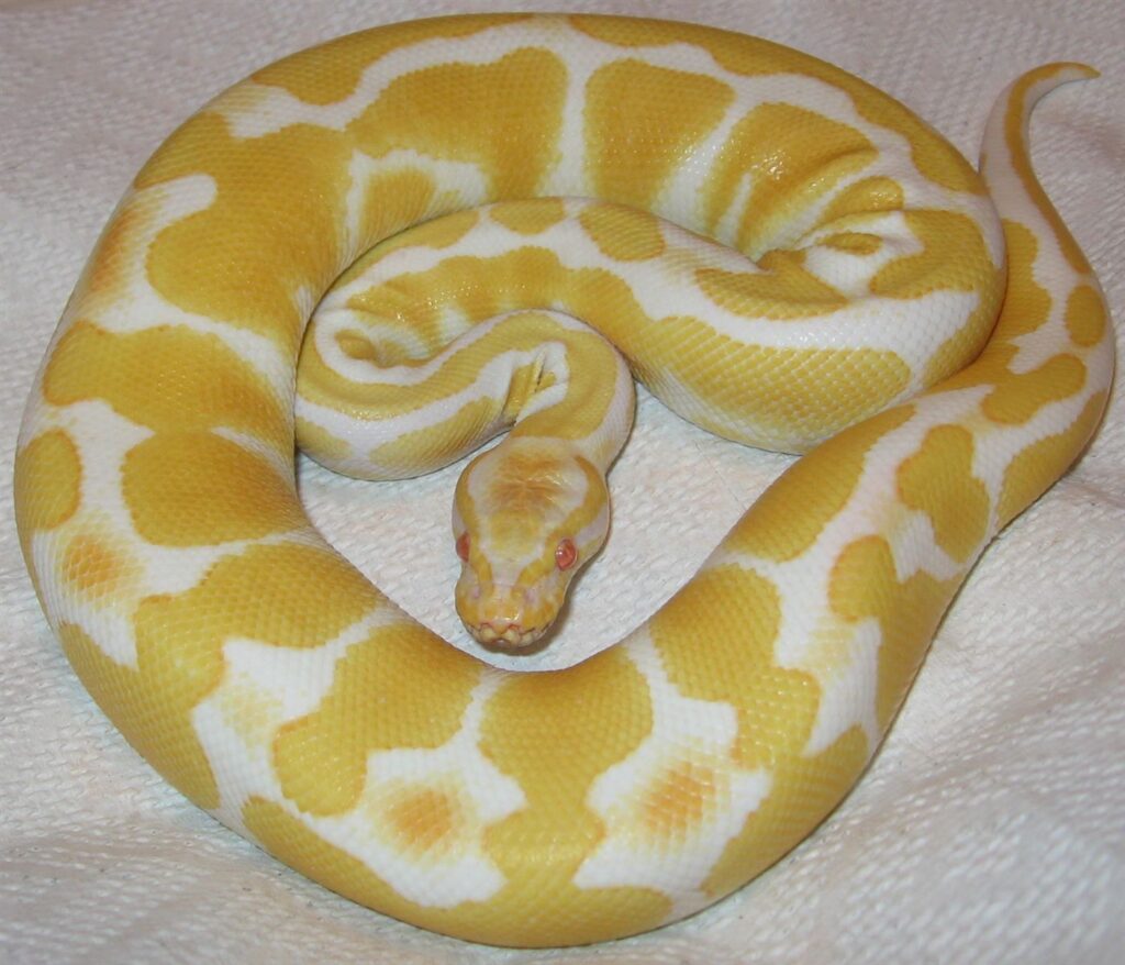 Python royal albinos
