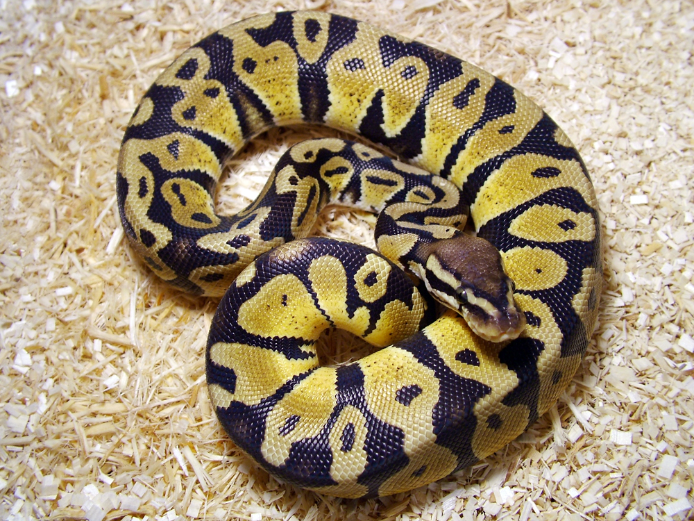 Python royal pastel