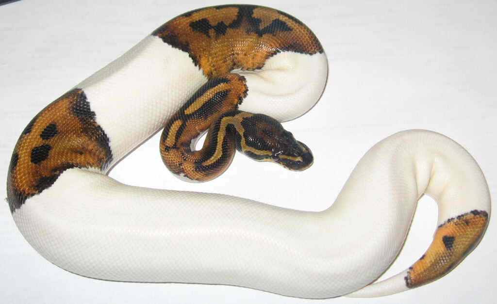 Python royal piebald