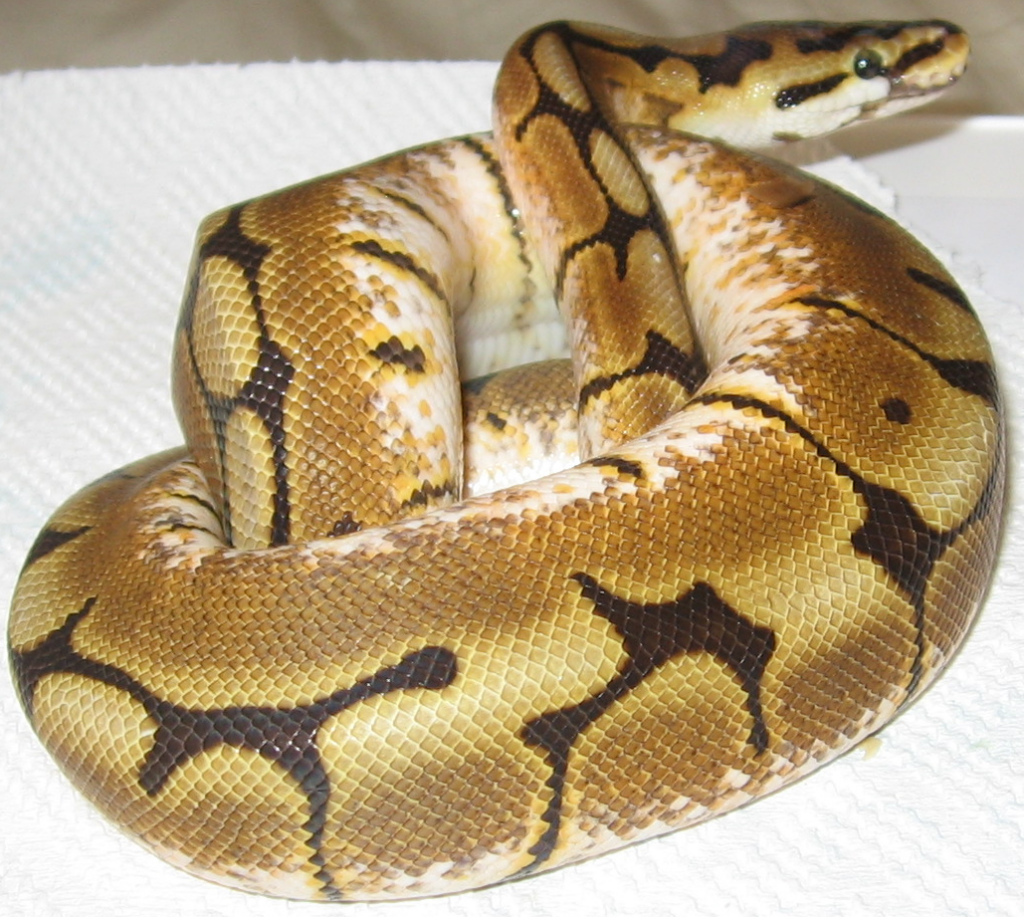 Python royal spider