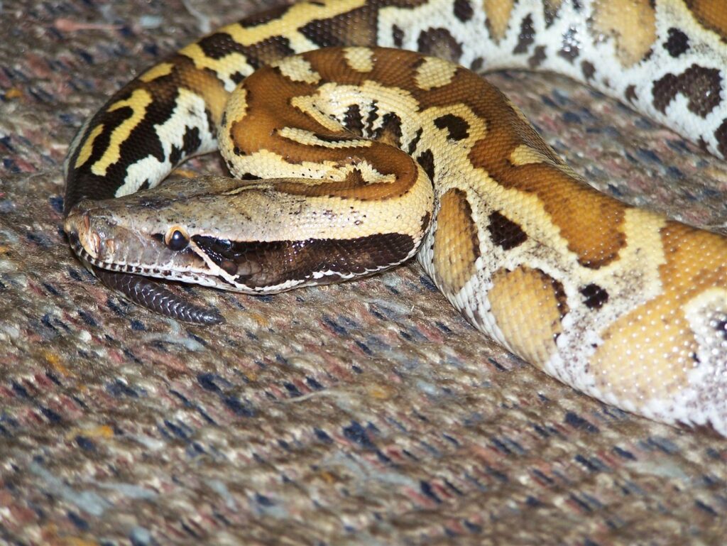 Python sanguin