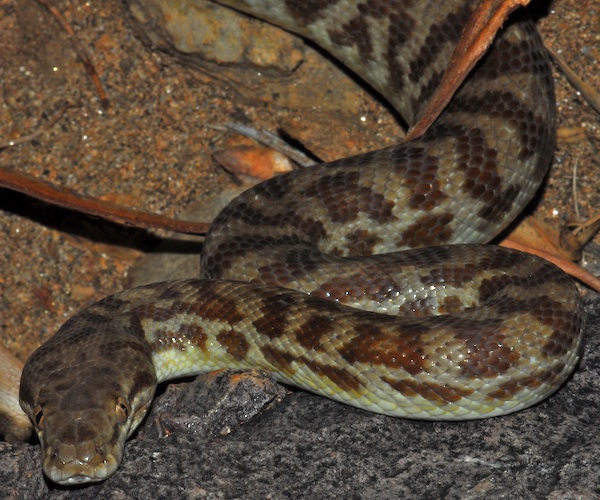Python stimson