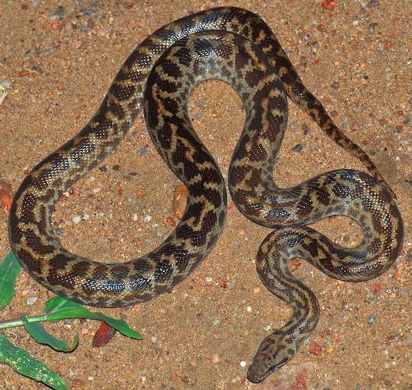 Python tacheté
