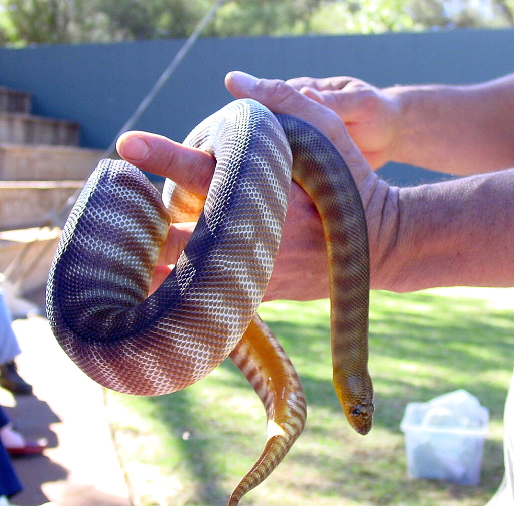 Python woma