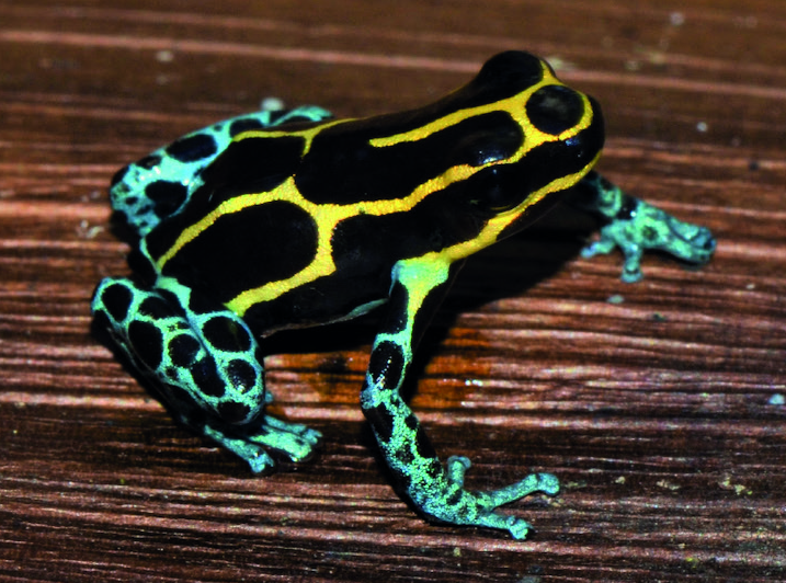 Ranitomeya variabilis