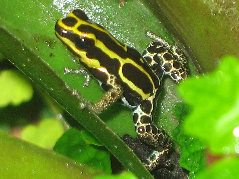 Ranitomeya ventrimaculata