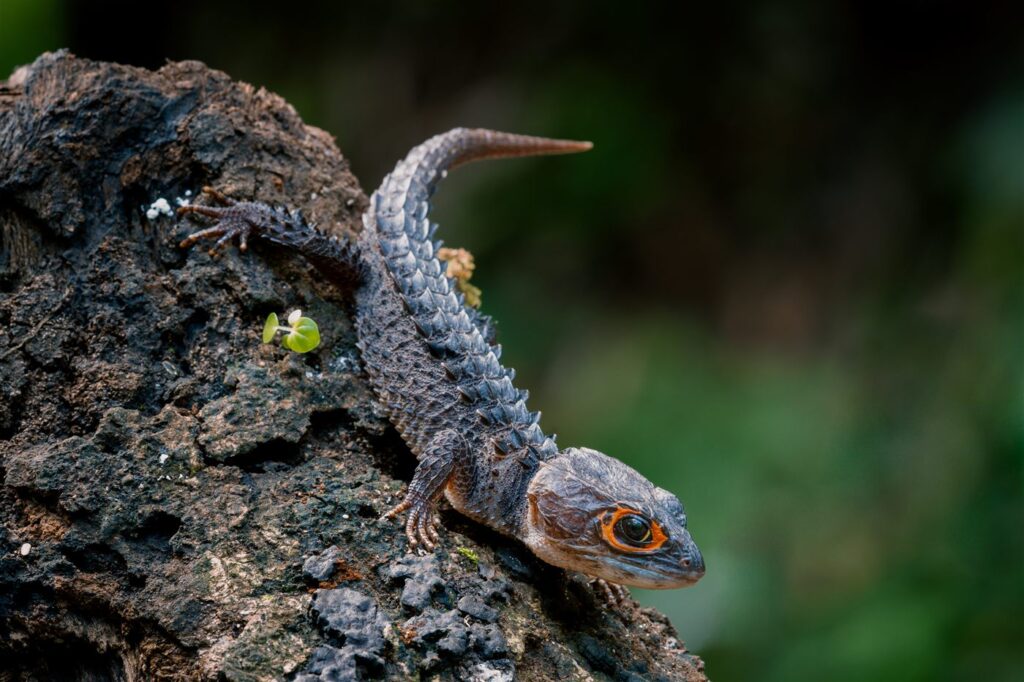 Scinque crocodile