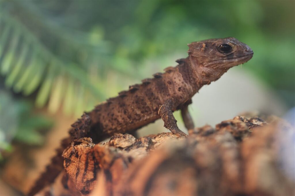 Scinque crocodile géant