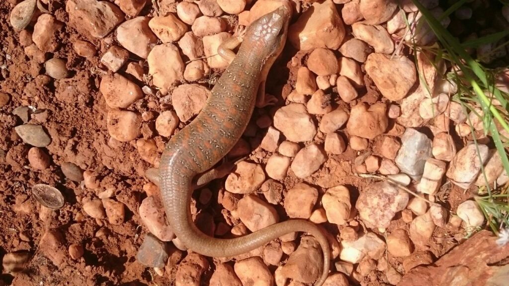 Scinque de Berber