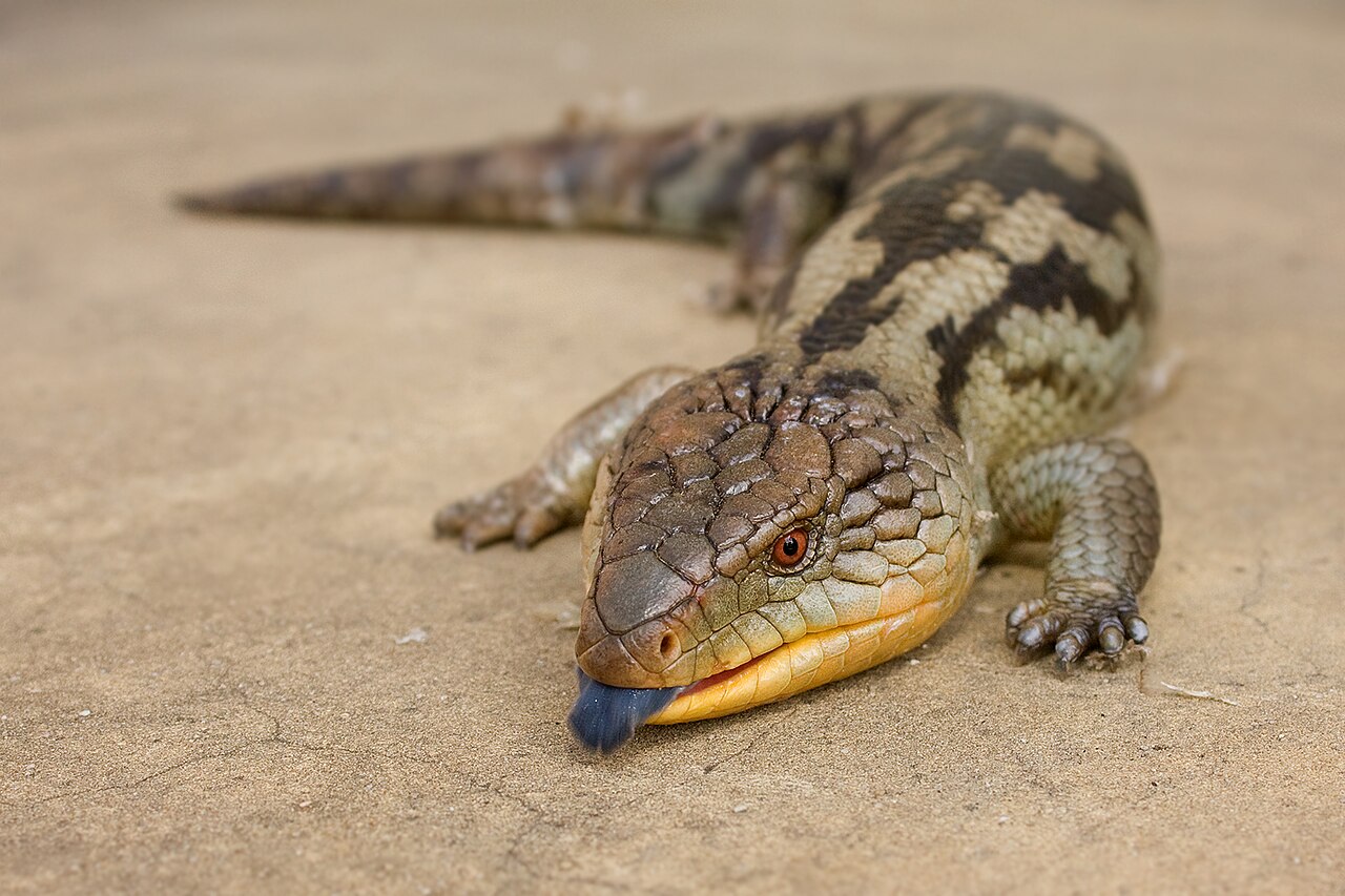Tiliqua scincoides scincoides, scinque langue bleue de l'Est