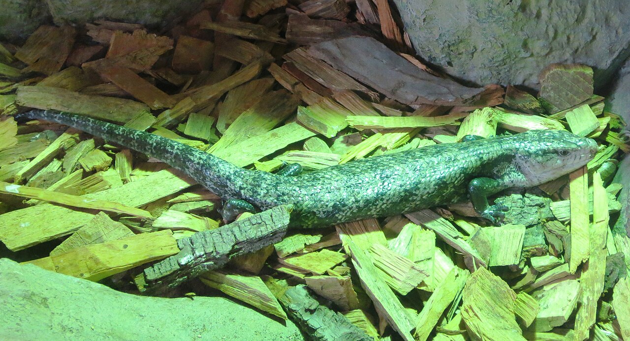 Tiliqua gigas, scinque langue bleue indonésien