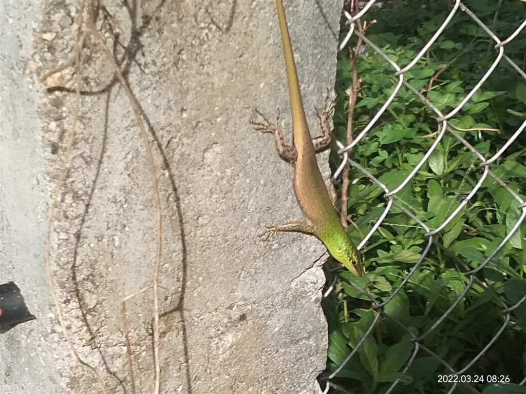 Scinque émeraude