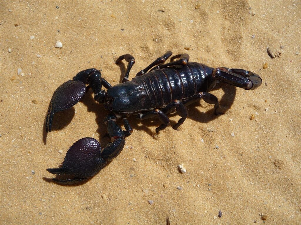 Scorpion empereur