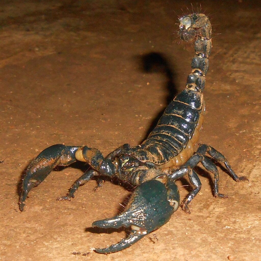 Scorpion géant asiatique