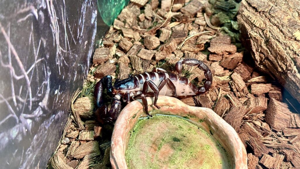 Scorpion géant de Malaisie