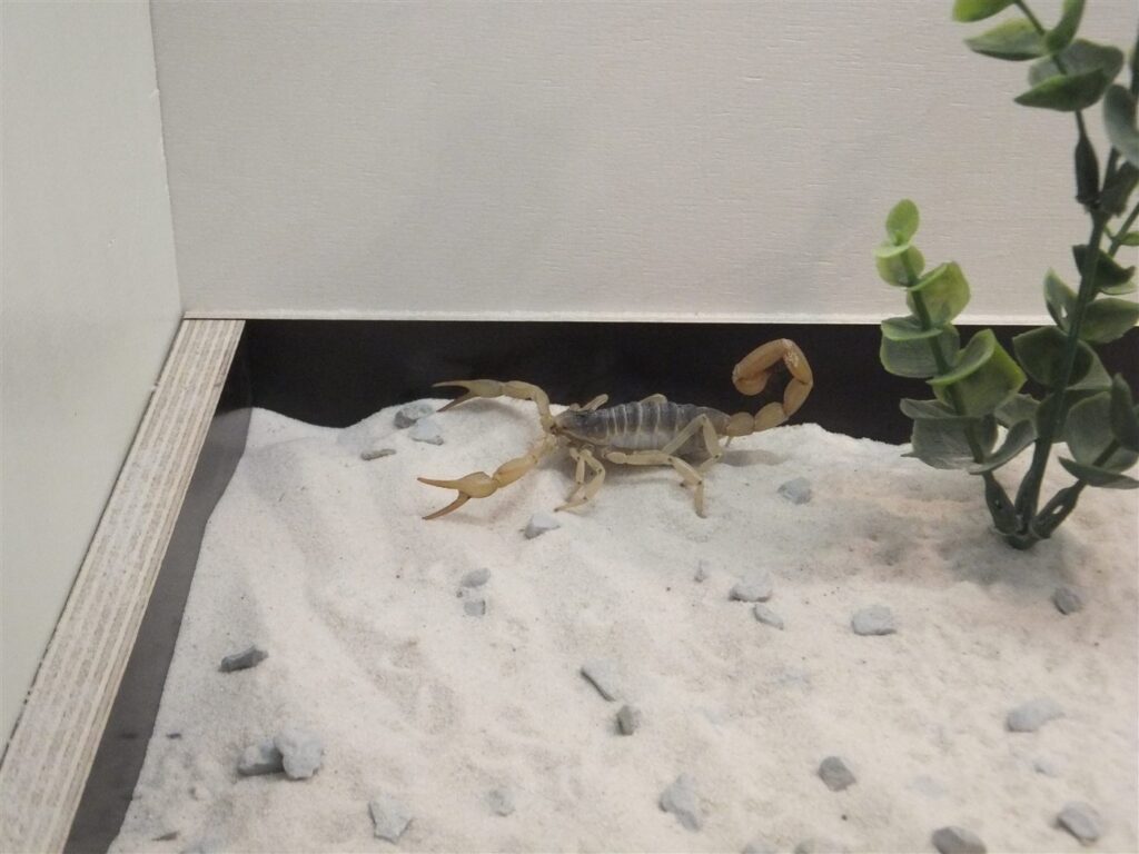 Scorpion géant du désert