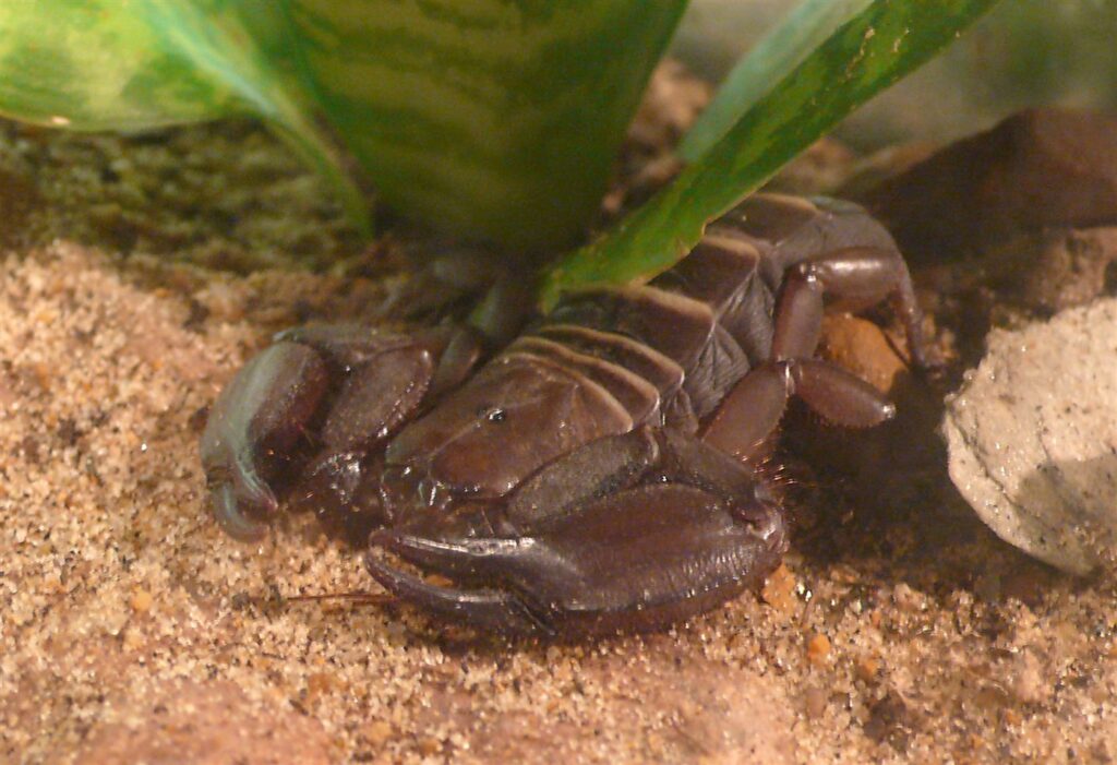 Scorpion à queue plate