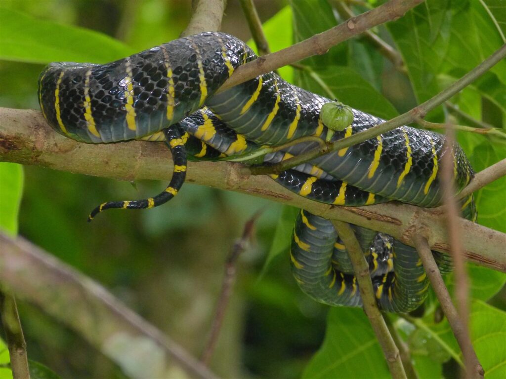 Serpent-chat