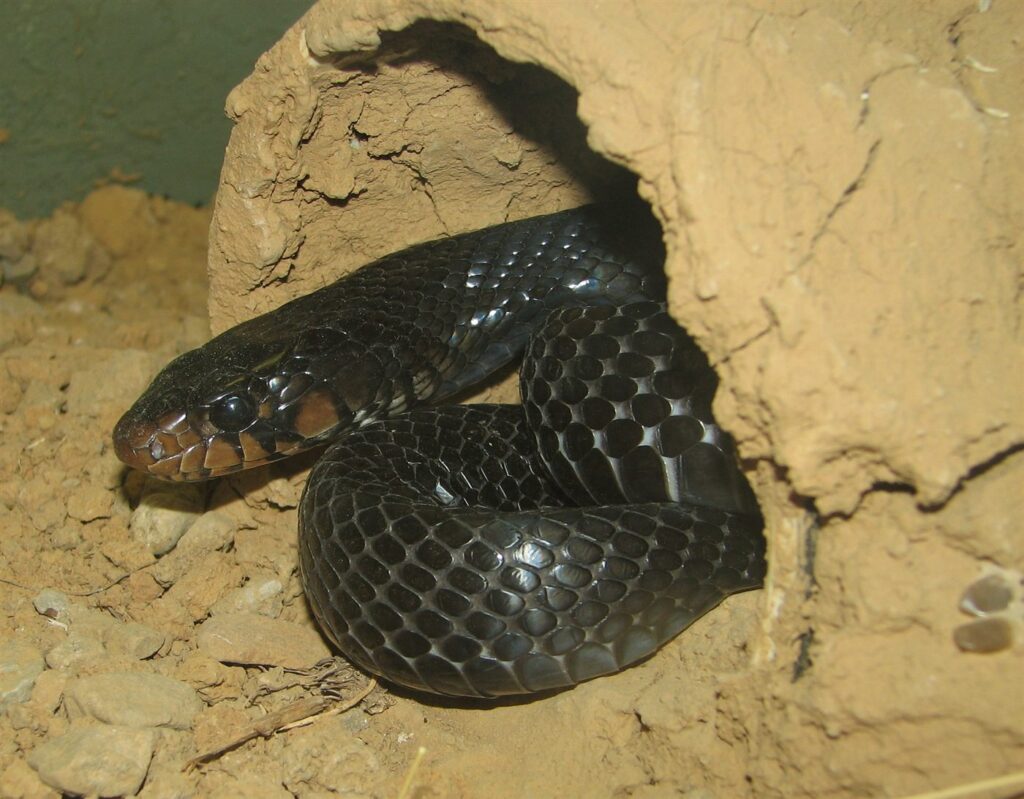Serpent indigo