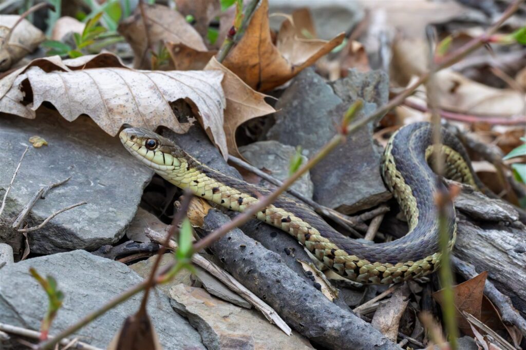 Serpent jarretière