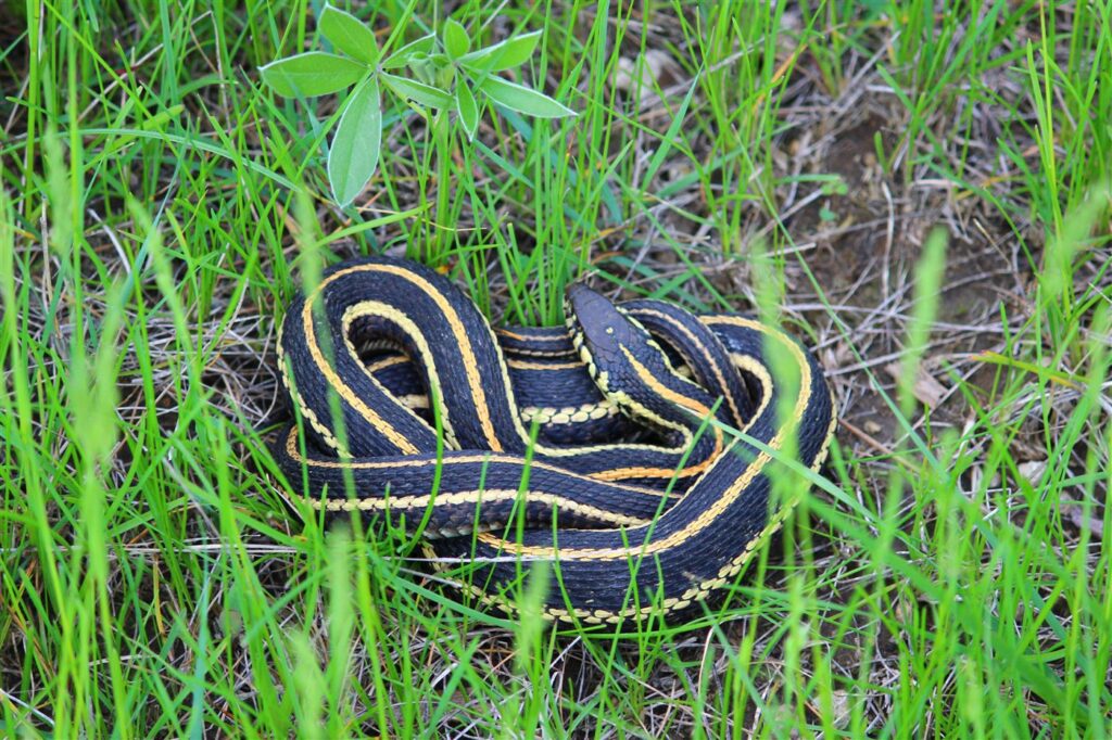 Serpent jarretière des plaines