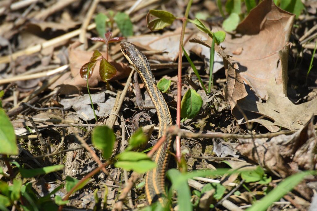 Serpent ruban