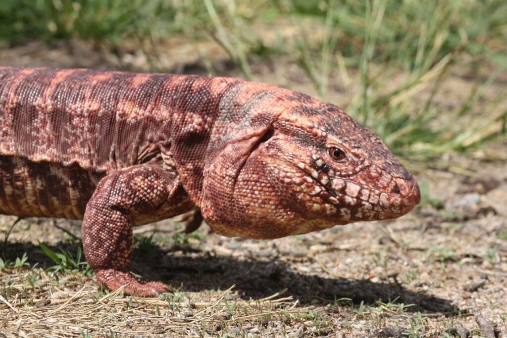 Tégu rouge