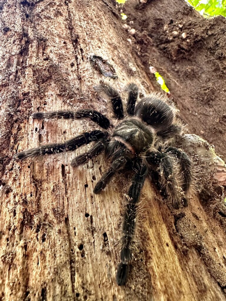 Tliltocatl albopilosus
