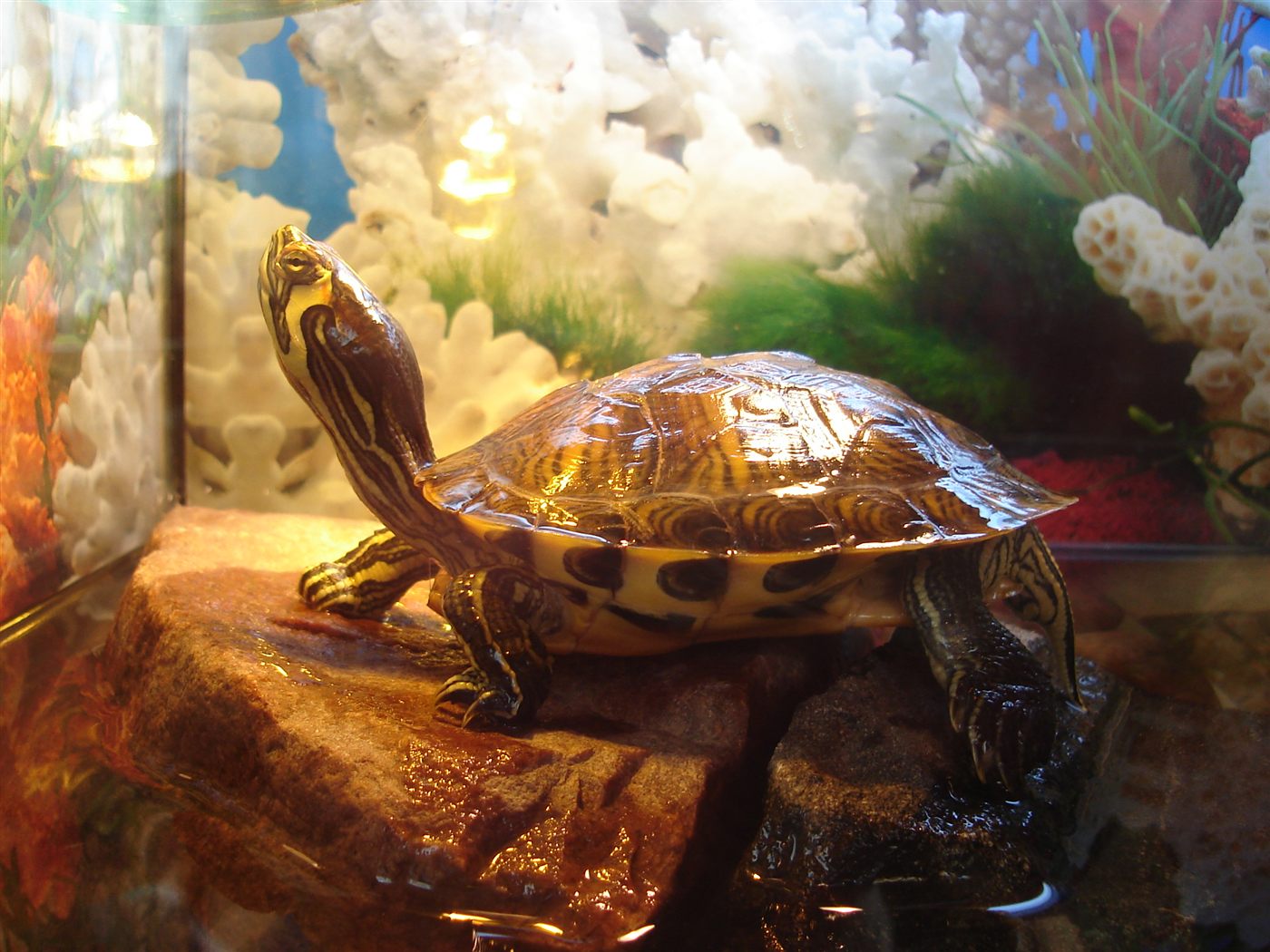 Tortue Cumberland