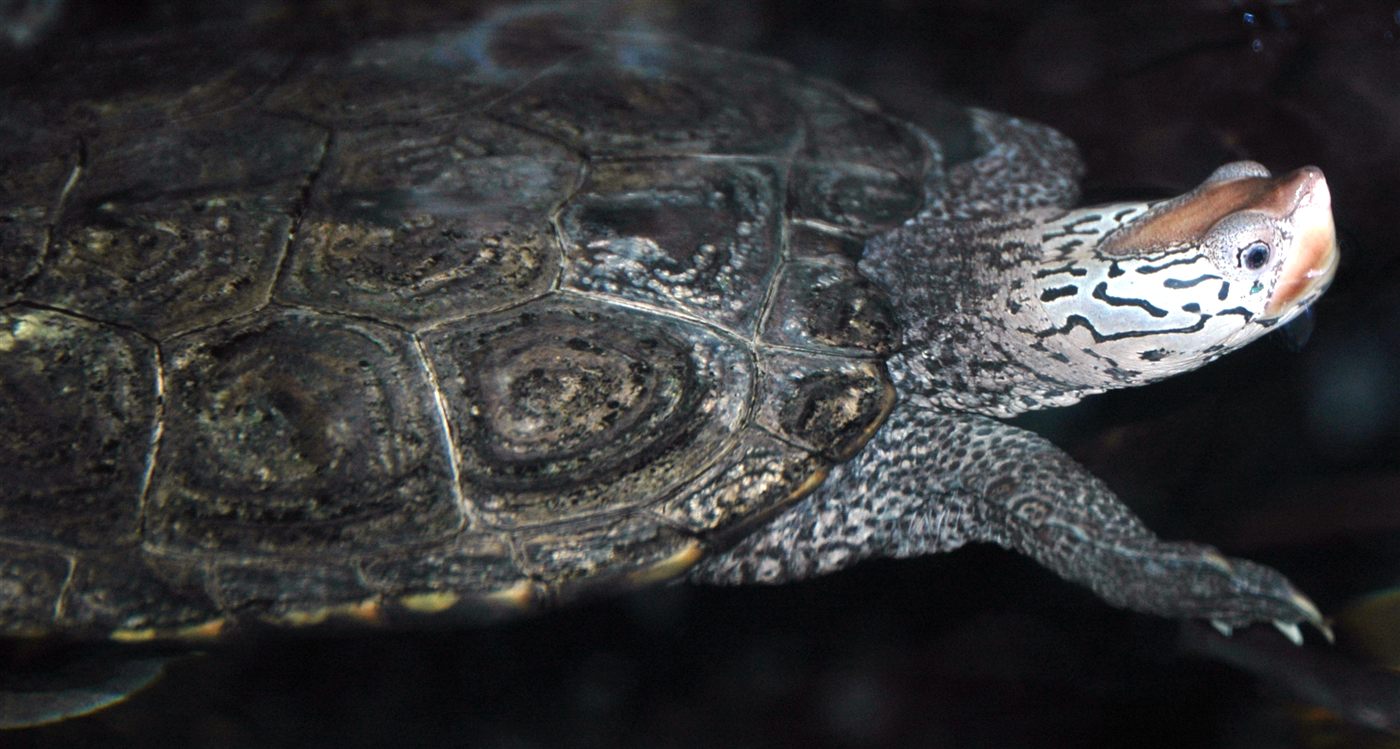 Tortue Diamondback