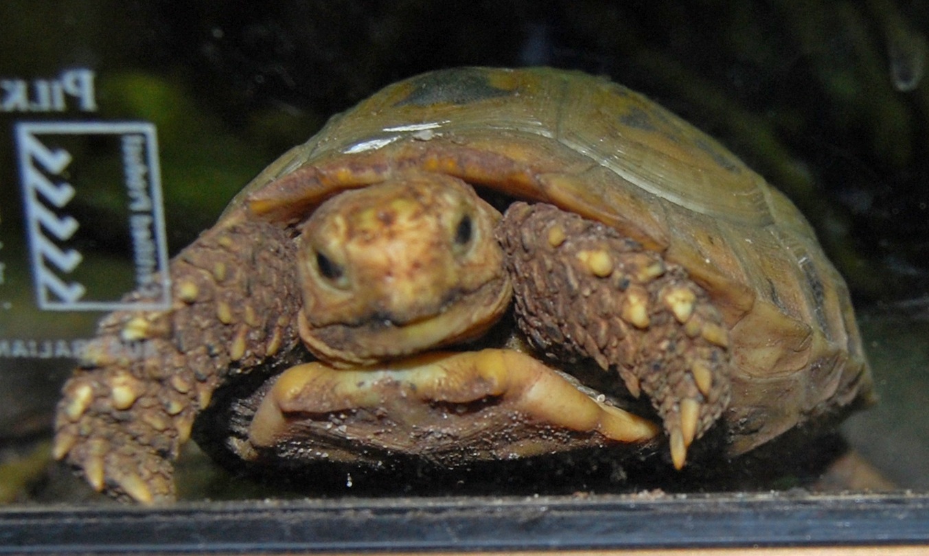 Tortue allongée