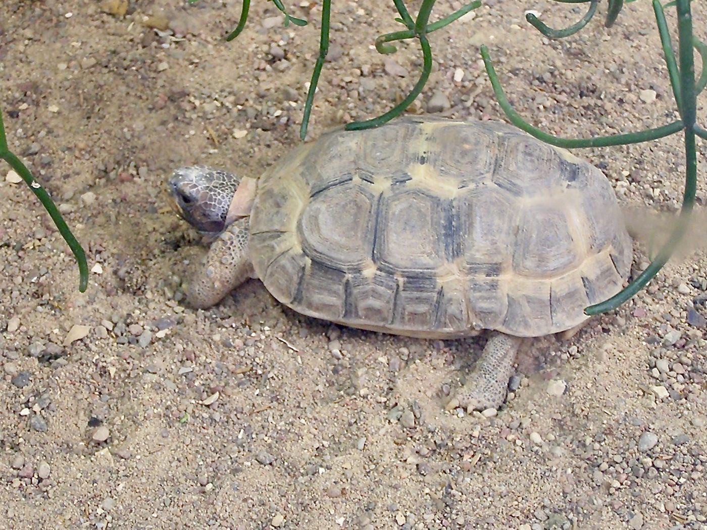Tortue articulée de Bell