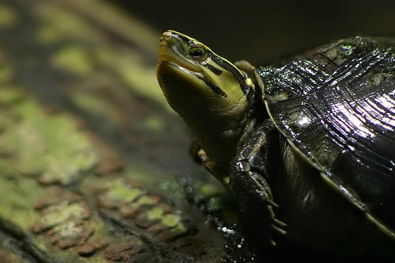 Tortue boîte asiatique